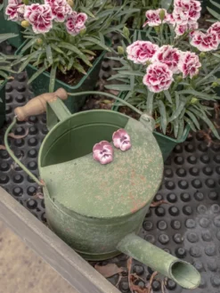 Boucles d'oreilles puces - Fleur pensée><noscript><img width=