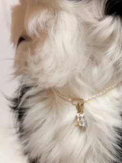 Charm's Chien Chihuahua><noscript><img width=