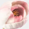 eternal pink tulip>NACH BIJOUX Sale