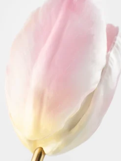 eternal pink tulip><noscript><img width=