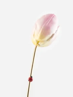 eternal pink tulip><noscript><img width=