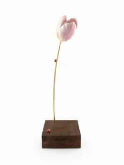 eternal pink tulip><noscript><img width=