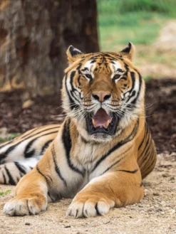 Khéops the Tiger Pen - The Den><noscript><img width=