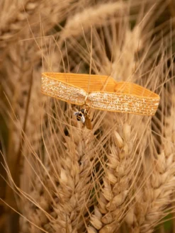 Orange bee elastic twistband bracelet><noscript><img width=