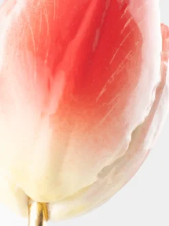 Red eternal tulip><noscript><img width=