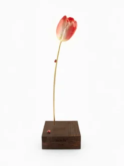 Red eternal tulip><noscript><img width=